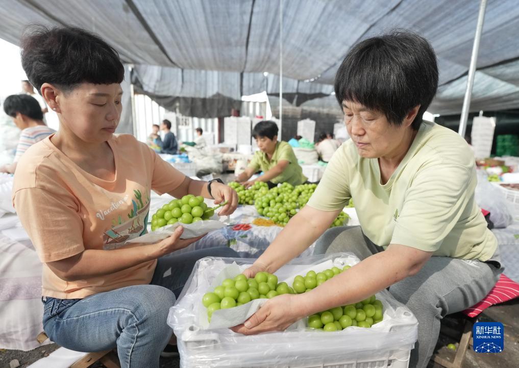 pj网址大全